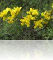 calycotomeindawl_edit114.jpg