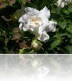 DSCN0795.JPG