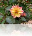 DSCN0951.JPG