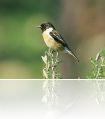 Saxicola_torquata_variegata1_copy_edit824.jpg