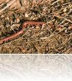 Typhlops_vermicularis1_edit822.jpg