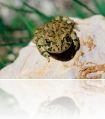 Bufo_viridis1_edit245.jpg