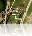 Chameleo_chameleon3_edit299.jpg
