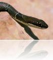 Coluber_rubriceps1_copy_edit393.jpg