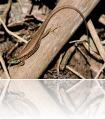 Lacerta_laevis_female_edit495.jpg