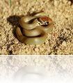 Eirenis_levantinus2_copy_edit342.jpg