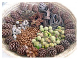 Graines &agrave; planter