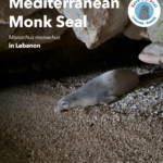 Mediterranean Monk Seal in Lebanon - Amshit Report October 2024