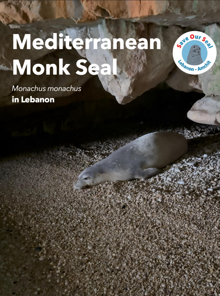 Le phoque moine de Méditerranée au Liban – Rapport d'Amchit, octobre 2024
